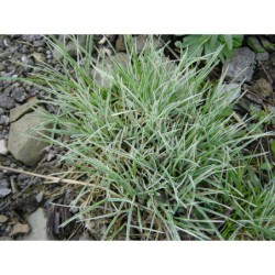 Arhenathemum bulbosum Variegatum - ovsík