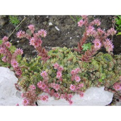 Sempervivum - netřesk