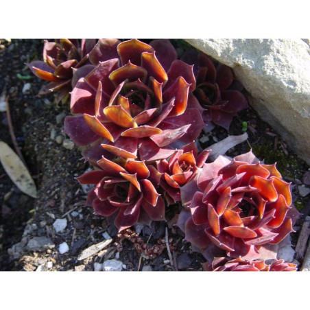 Sempervivum Othelo - netřesk