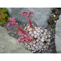 Sempervivum arachnoideum - netřesk