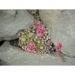 Sempervivum arachnoideum Minimum - netřesk