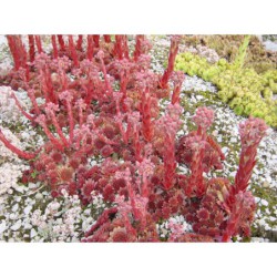 Sempervivum Rubín - netřesk