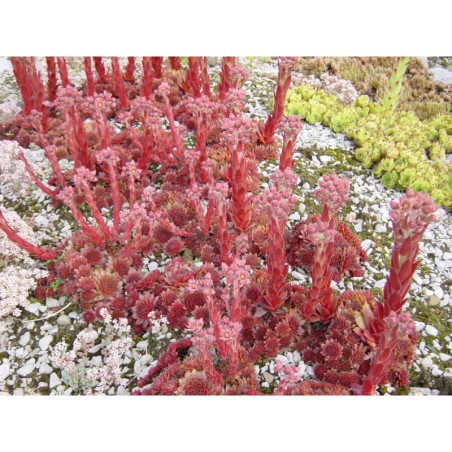 Sempervivum Rubín - netřesk