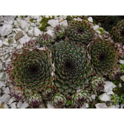 Sempervivum Italia - netřesk