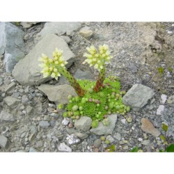 Sempervivum soboliferum - netřesk