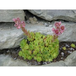 Sempervivum - netřesk