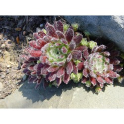 Sempervivum - netřesk