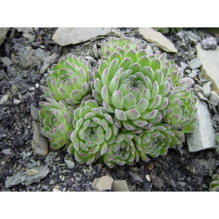 Sempervivum - netřesk
