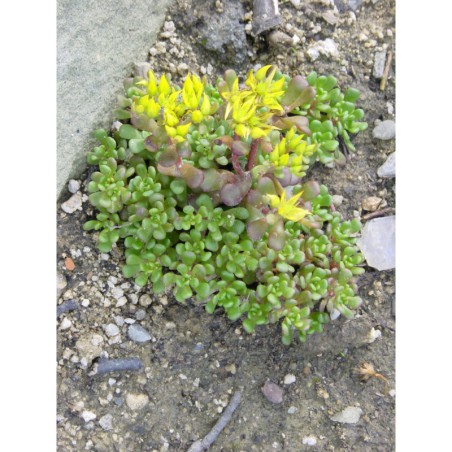 Sedum oreganum - rozchodník