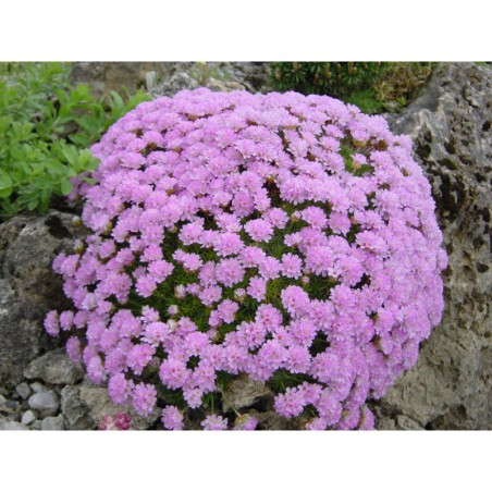 Armeria juniperifolia - trávnička