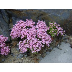 Sedum pilosum - rozchodník