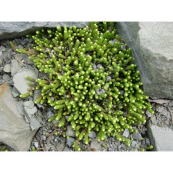 Sedum acre Gold Queen - rozchodník