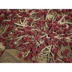 Sedum spurium Fuldaglut - rozchodník