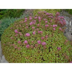 Sedum spurium - rozchodník