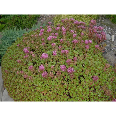 Sedum spurium - rozchodník