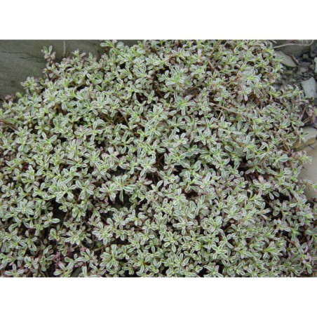 Sedum spurium Tricolor - rozchodník