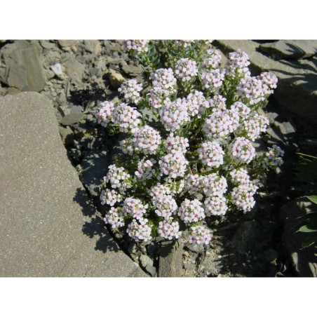 Aethionema glaucescens - sivutka