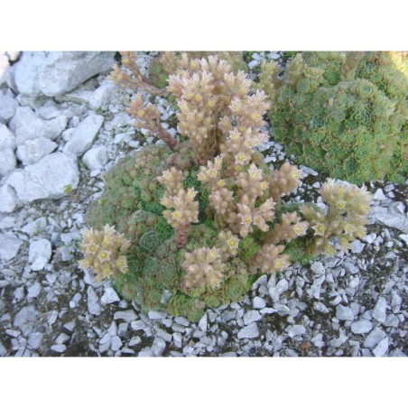 Sempervivella alba - netřeskovec