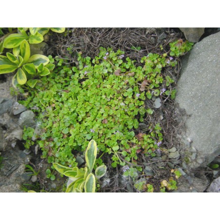 Mentha requenii - máta