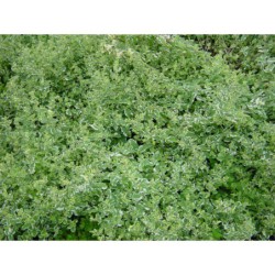 Mentha longifolia Variegata - máta