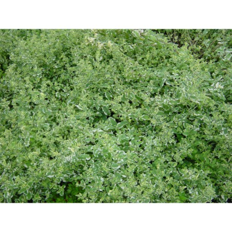 Mentha longifolia Variegata - máta