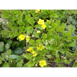 Waldsteinia ternata - mochnička trojčetná