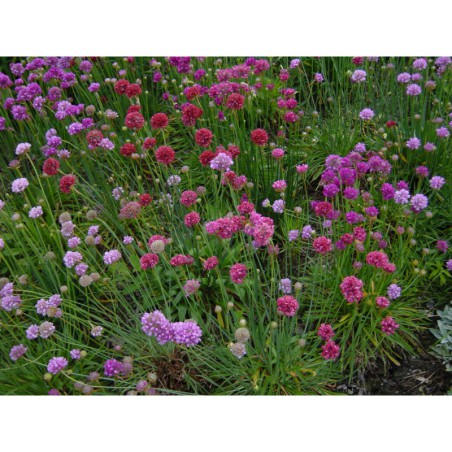 Armeria latifolia - trávnička