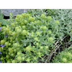 Teucrium polium - ožanka