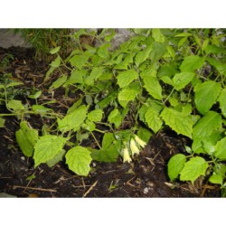 Kirengeshoma palmata