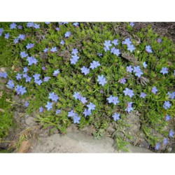 Lithodora diffusa - kamejnička