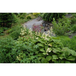 Rodgersia sambucifolia