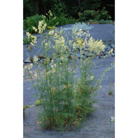 Thalictrum flavum - žluťucha žlutá