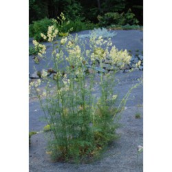 Thalictrum flavum - žluťucha žlutá