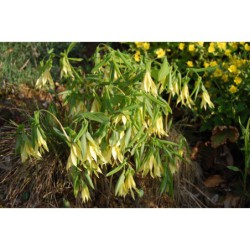 Uvularia grandiflora