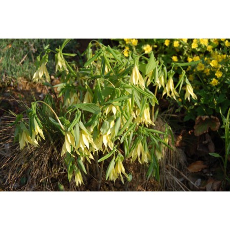 Uvularia grandiflora