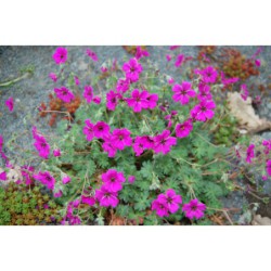 Geranium cinereum karmínový - kakost