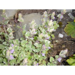 Glechoma hederacea Variegata - popenec