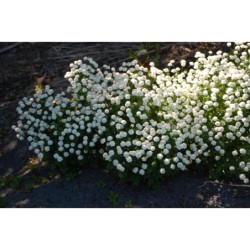 Chrysanthemum parthenium - kopretina řimbaba