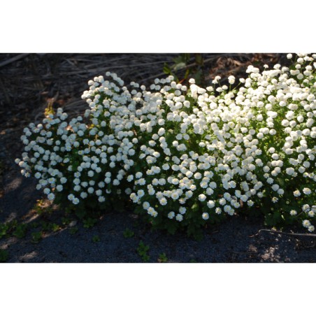 Chrysanthemum parthenium - kopretina řimbaba