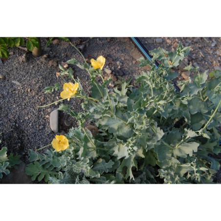 Glaucium luteum - rohatec žlutý