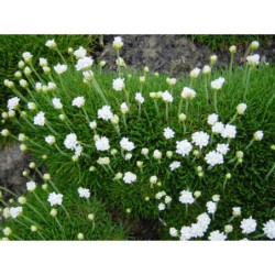 Armeria maritima Alba - trávnička přímořská