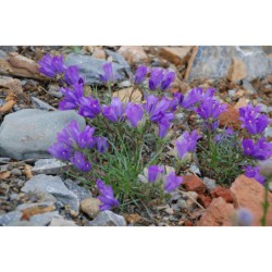 Edraianthus montenegrinus - modroušek