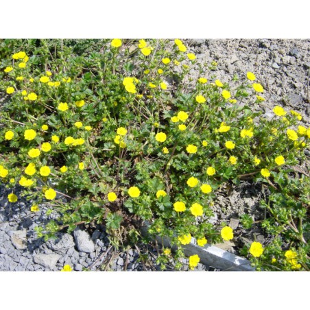 Potentilla aurea - mochna zlatá
