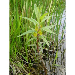 Naumburgia thysiflora - bazanovec kytkovětý