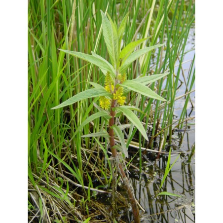 Naumburgia thysiflora - bazanovec kytkovětý