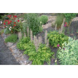 Acanthus mollis - paznechtík