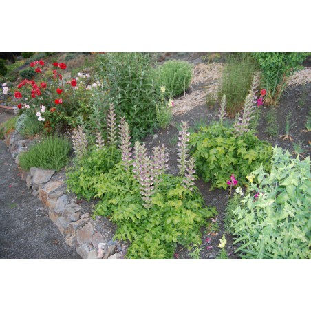 Acanthus mollis - paznechtík