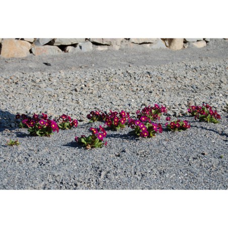 Primula Wanda - prvosenka