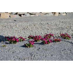 Primula Wanda - prvosenka