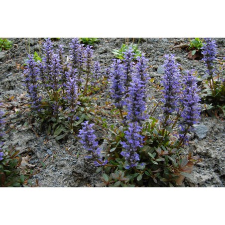 Ajuga reptans - zběhovec, úzký purpurový list